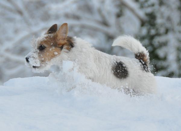 Jack Russell Terrier.  Q-cus de Cannatura con 4 meses en su primera nevada