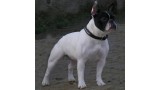 Bulldog Francés. Lluna del Camí l´Aljup. 