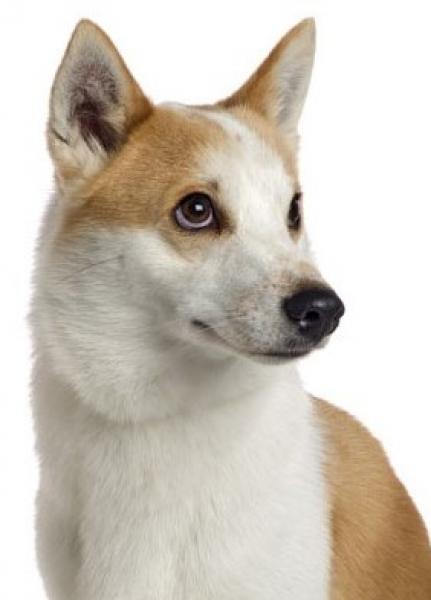 Spitz de Norrbotten. Mooncoin De Peñas De Urduliz (kilian). Spitz de Norrbotten. Mooncoin De Peñas De Urduliz (kilian).