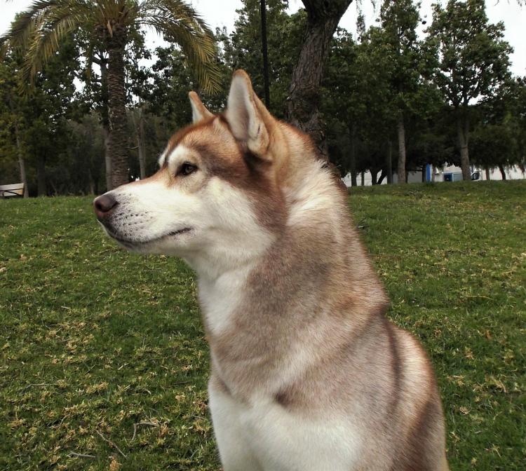 Husky Siberiano . Benji De Winter Of Baikol.