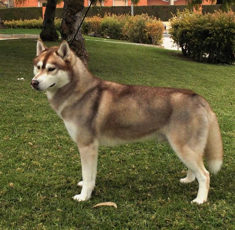 Husky Siberiano . Benji De Winter Of Baikol.