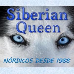 Siberian Queen