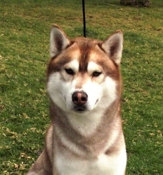 Husky Siberiano . Benji De Winter Of Baikol.