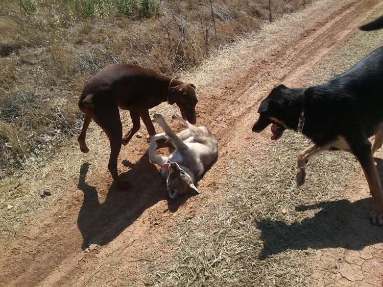Cuando hablamos de lenguaje canino es algo muy extenso que hay que saber ver y entender  en esta imagen estamos viendo como dos machos adultos están aleccionando a un cachorro de lobo checko que no sigue las normas  por supuesto siempre lo hacen en la just