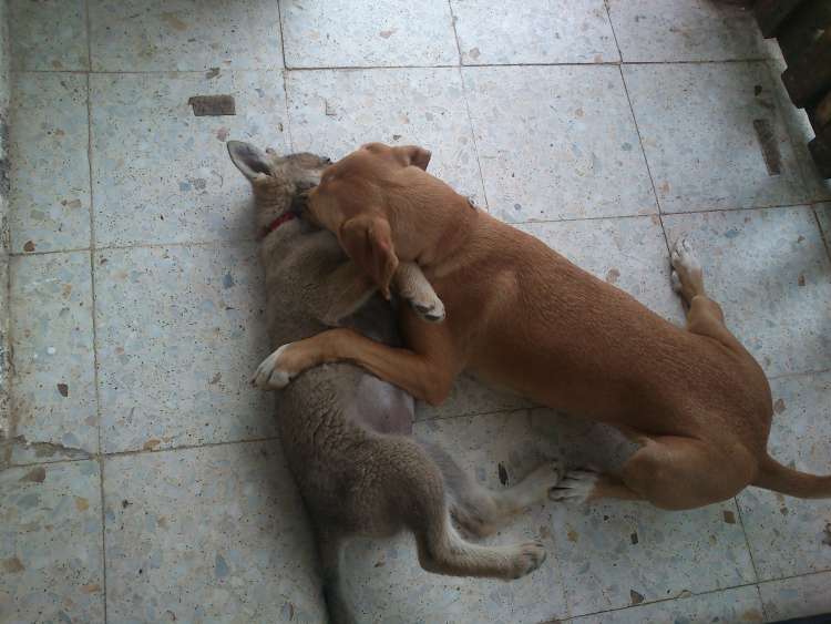 En esta foto vemos a una hembra corrigiendo al cachorro  mas lenguaje canino.