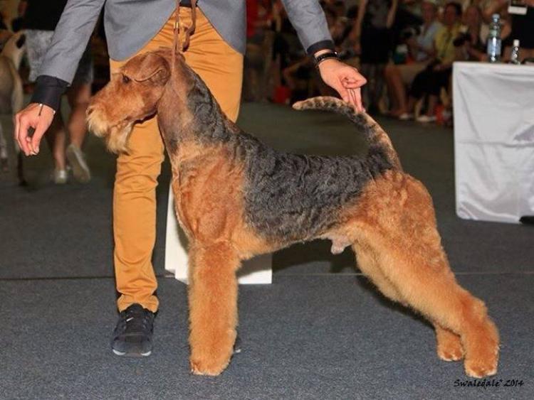 Airedale Terrier.  Ch. tatinejos dia perfecto.