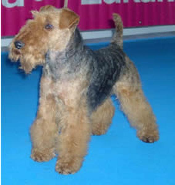 Welsh Terrier.  Ch. Tatinejos Zeporro Passion. Welsh Terrier.  Ch. Tatinejos Zeporro Passion.