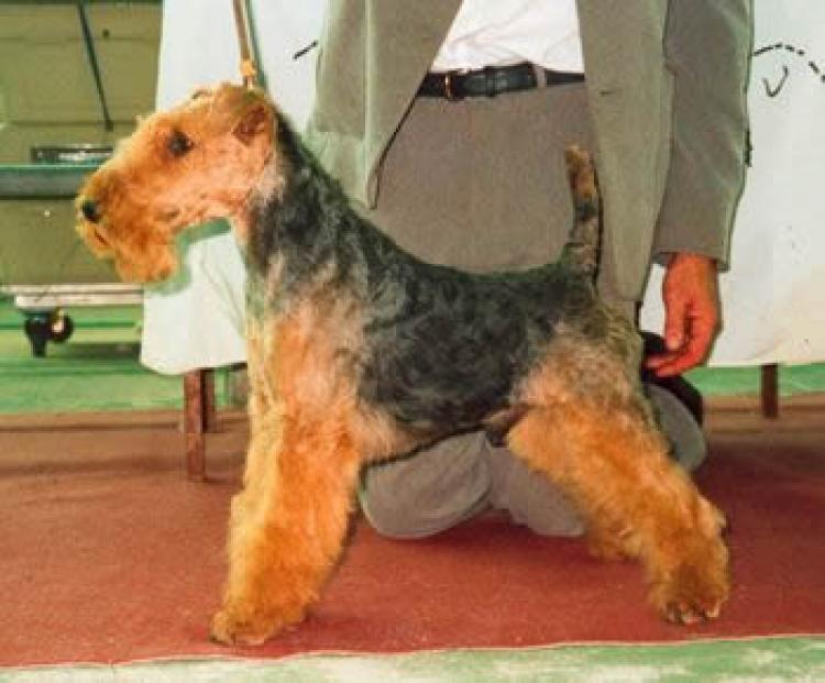 Welsh Terrier.  Ch. Tatinejos Zeporro Passion. Welsh Terrier.  Ch. Tatinejos Zeporro Passion.
