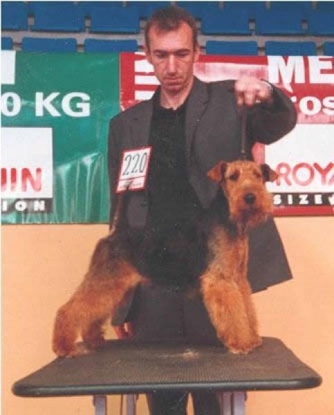Welsh Terrier. Usko Von Der Passion. Welsh Terrier. Usko Von Der Passion.