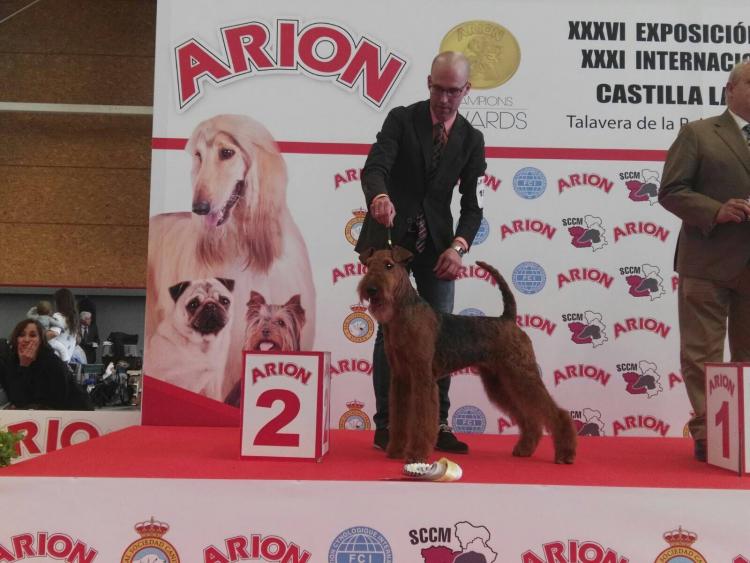 Airedale Terrier. Tatinejos Loreta.