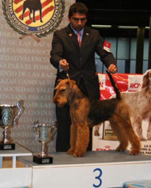 Airedale Terrier. TATINEJOS BARCELONA.
