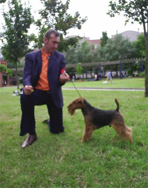 Welsh Terrier.  Ch. Tatinejos Zeporro Passion. Welsh Terrier.  Ch. Tatinejos Zeporro Passion.
