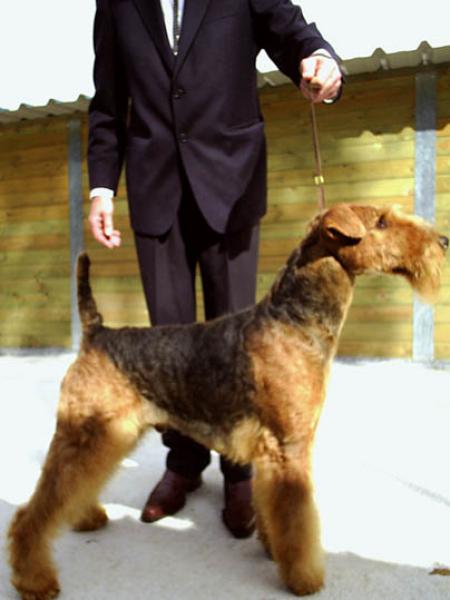 Airedale Terrier. Greenfield Soldier O´fortune.
