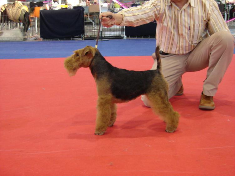 Welsh Terrier.  Ch. Tatinejos Estrella Solitaria. Welsh Terrier.  Ch. Tatinejos Estrella Solitaria.