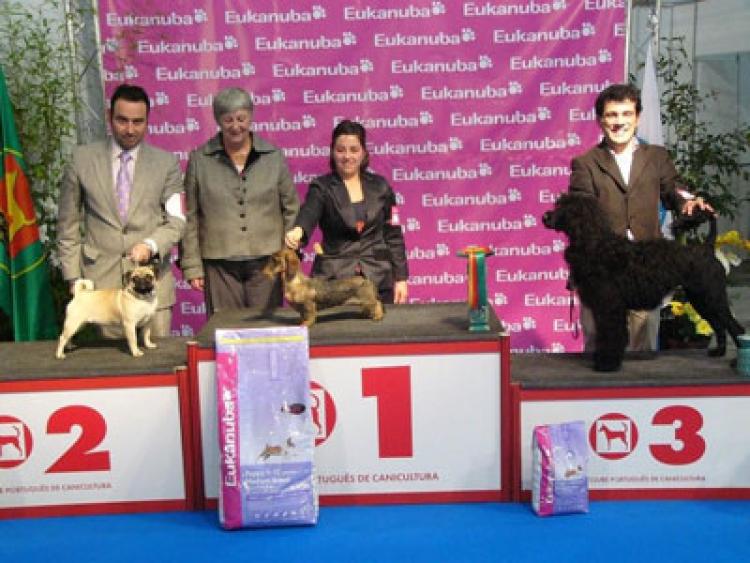 Airedale Terrier. Tatinejos Conchita B.I.S. Young Class Porto 2010.