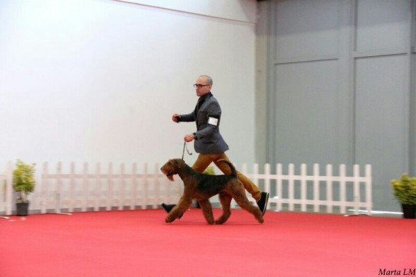 Airedale Terrier. Ch. tatinejos dia perfecto. 