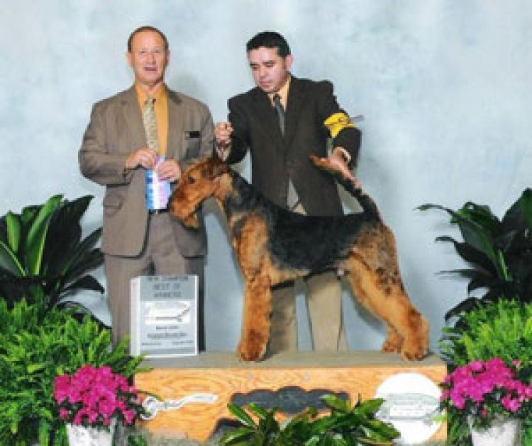 Airedale Terrier. Tatinejos Raphaello. Airedale Terrier. Tatinejos Raphaello.