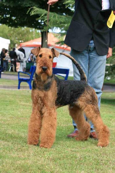 Airedale Terrier. Tatinejos Raphaello.