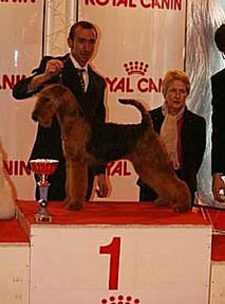 Airedale Terrier. TATINEJOS BARCELONA.