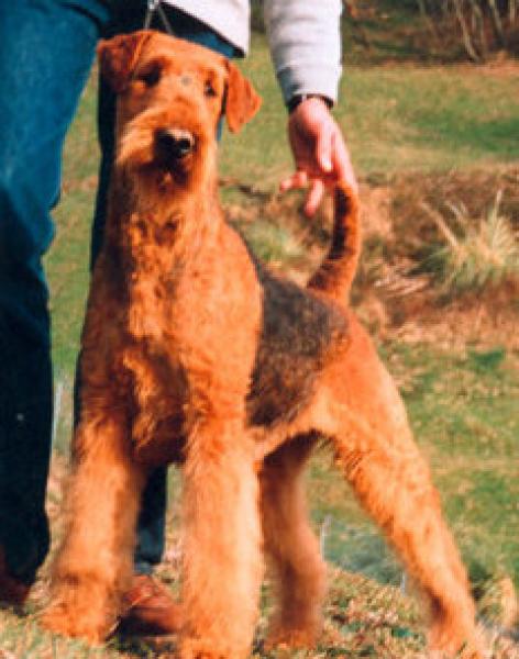 Airedale Terrier.  Ch. Naturalmente Del Rincon De Iguña. Airedale Terrier.  Ch. Naturalmente Del Rincon De Iguña.