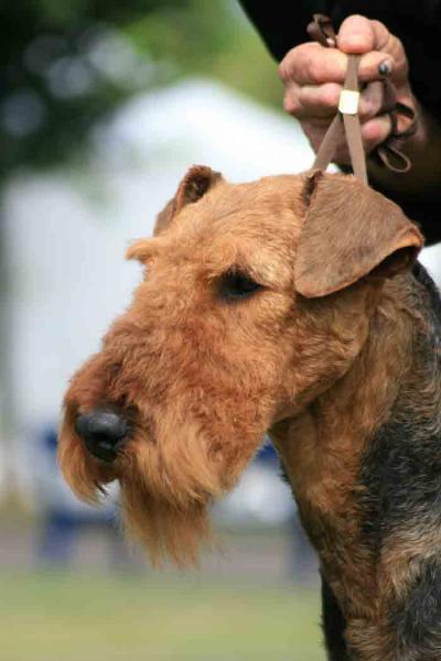 Airedale Terrier. Tatinejos Raphaello. Airedale Terrier. Tatinejos Raphaello.