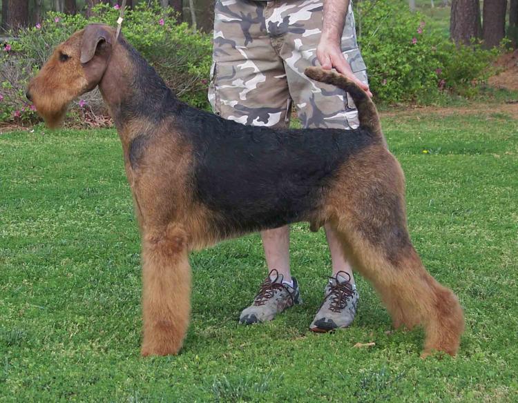 Airedale Terrier. Reydale Terrydale Men Of Fire.