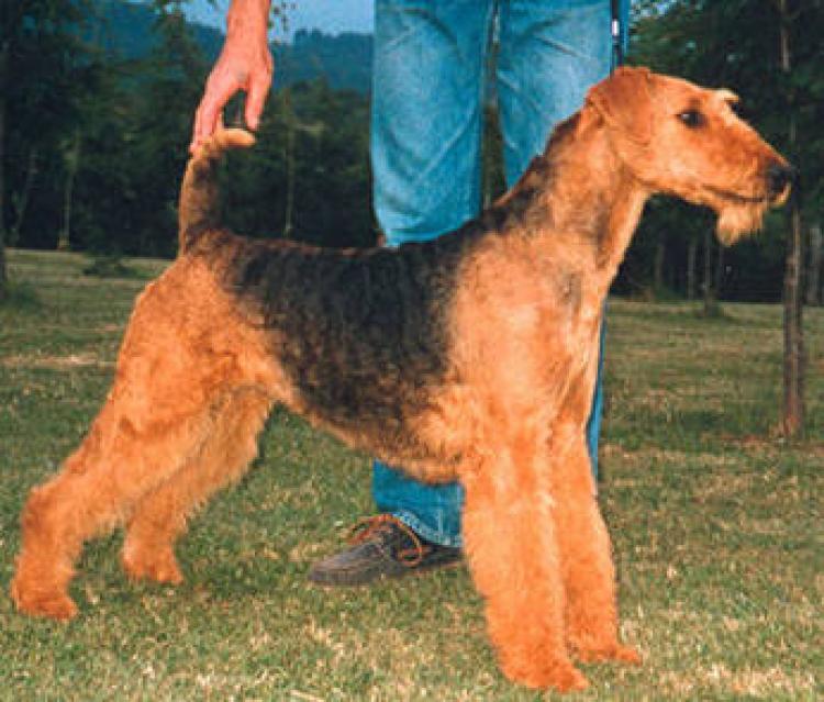 Airedale Terrier.  Ch. All Right Del Rincon De Iguña.