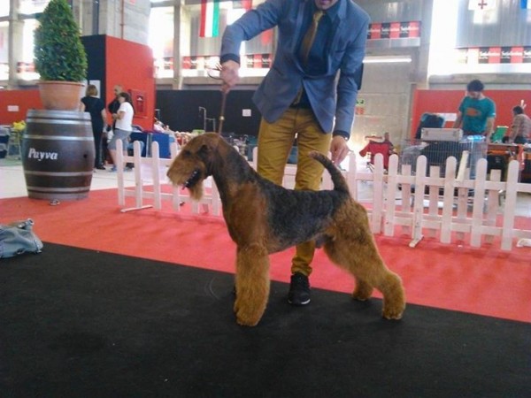 Airedale Terrier. Ch. tatinejos dia perfecto. 