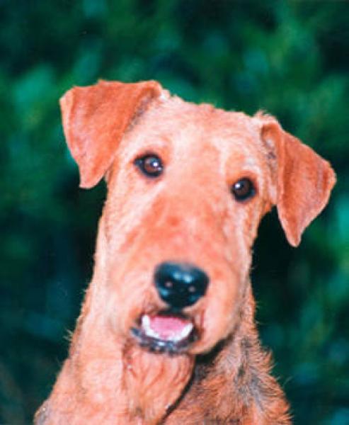 Airedale Terrier.
