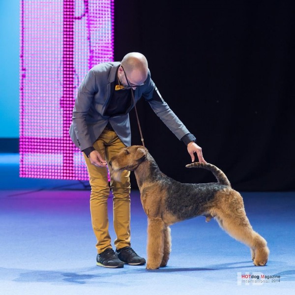 Airedale Terrier. Ch. tatinejos dia perfecto. 