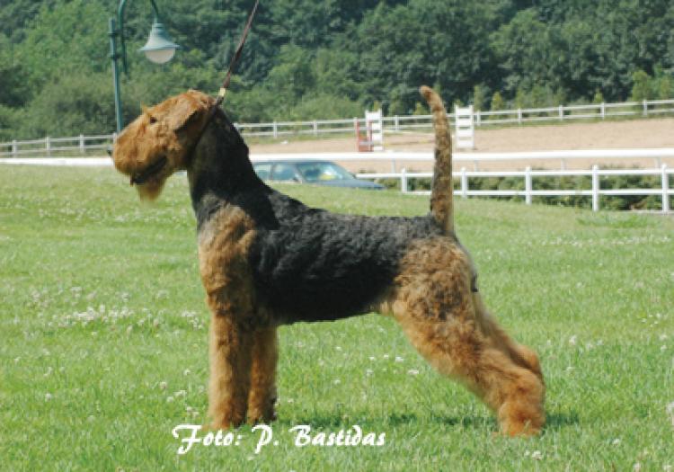 Airedale Terrier. Tatinejos Galáctica.