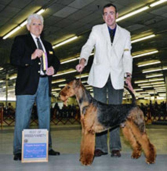 Airedale Terrier. Reydale Terrydale Men Of Fire.