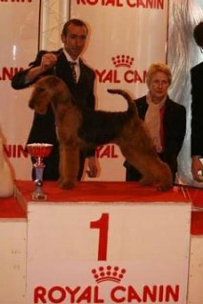 Airedale Terrier. TATINEJOS BARCELONA.