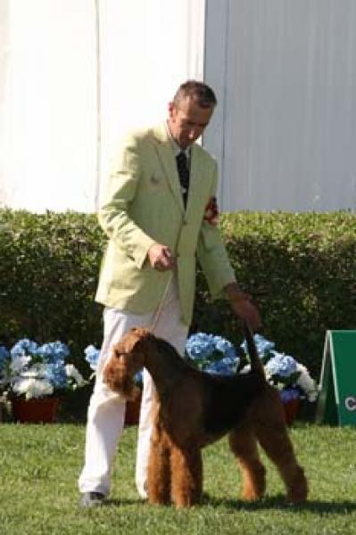 Airedale Terrier. Tatinejos Solo En Casa. Airedale Terrier. Tatinejos Solo En Casa.