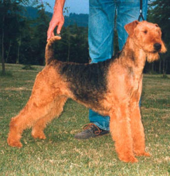 Airedale Terrier.  Ch. Naturalmente Del Rincon De Iguña. Airedale Terrier.  Ch. Naturalmente Del Rincon De Iguña.