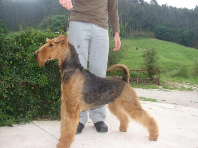 Airedale Terrier.  Ch. Tatinejos Emboscada. Airedale Terrier.  Ch. Tatinejos Emboscada.