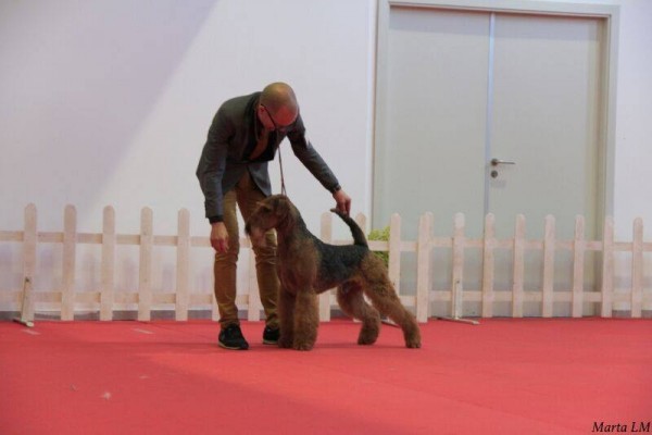 Airedale Terrier. Ch. tatinejos dia perfecto. 