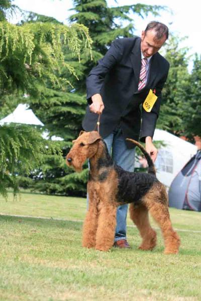 Airedale Terrier. Tatinejos Raphaello. Airedale Terrier. Tatinejos Raphaello.