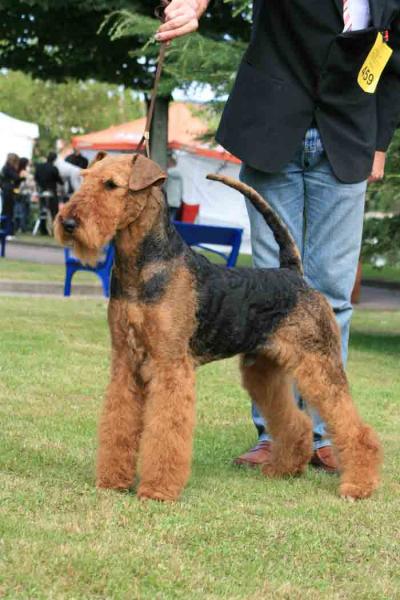 Airedale Terrier. Tatinejos Raphaello. Airedale Terrier. Tatinejos Raphaello.