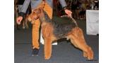 Airedale Terrier.  Ch. tatinejos dia perfecto.