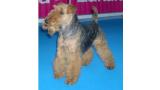 Welsh Terrier.  Ch. Tatinejos Zeporro Passion.