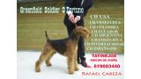Airedale Terrier. Greenfield Soldier O´fortune.