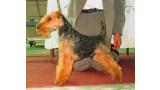 Welsh Terrier.  Ch. Tatinejos Zeporro Passion.