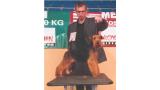 Welsh Terrier. Usko Von Der Passion.