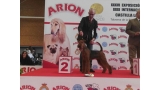 Airedale Terrier. Tatinejos Loreta.