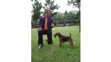 Welsh Terrier.  Ch. Tatinejos Zeporro Passion. Welsh Terrier.  Ch. Tatinejos Zeporro Passion.