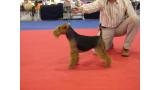 Welsh Terrier.  Ch. Tatinejos Estrella Solitaria. Welsh Terrier.  Ch. Tatinejos Estrella Solitaria.