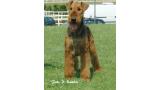Airedale Terrier. Tatinejos Galáctica.