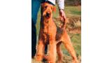 Airedale Terrier.  Ch. Naturalmente Del Rincon De Iguña.