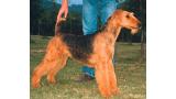 Airedale Terrier.  Ch. All Right Del Rincon De Iguña.